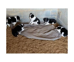 Registered  Border Collie Puppies  4 males and 2 females
