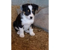 Registered  Border Collie Puppies  4 males and 2 females - 2