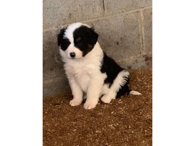 Registered Border Collie Puppies 4 males and 2 females in