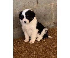 Registered  Border Collie Puppies  4 males and 2 females - 3