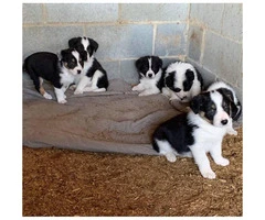Registered  Border Collie Puppies  4 males and 2 females - 4