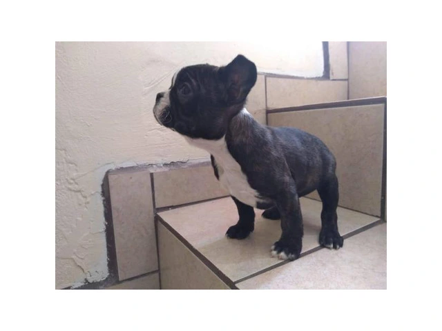 I've 4 female 1 male frenchton puppy available