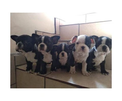 I've 4 female 1 male frenchton puppy available - 4