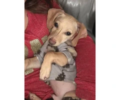 5 month old male Chiweenie puppy for sale - 1