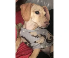 5 month old male Chiweenie puppy for sale - 2