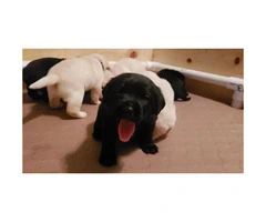 Excellent Bloodlines Black and Yellow Lab Puppies - 1