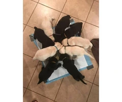 Excellent Bloodlines Black and Yellow Lab Puppies - 3