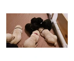 Excellent Bloodlines Black and Yellow Lab Puppies - 5