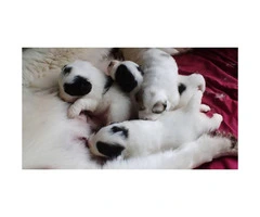 Purebred Pyrenees Puppies 2 females and 3 males