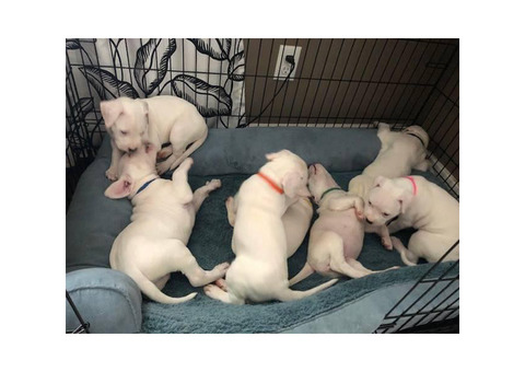 All White Dogo Argentine Puppies