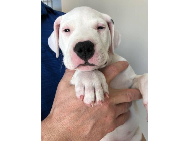 All White Dogo Argentine Puppies in Indianapolis, Indiana ...