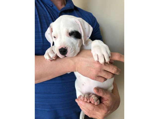 All White Dogo Argentine Puppies in Indianapolis, Indiana