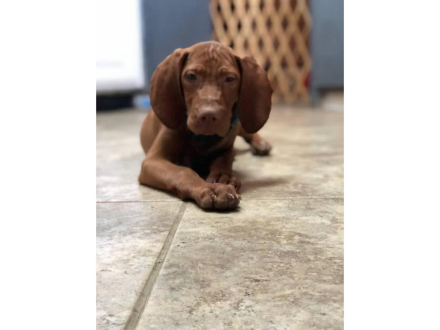 14 week old Vizsla puppies for sale in Omaha, Nebraska ...