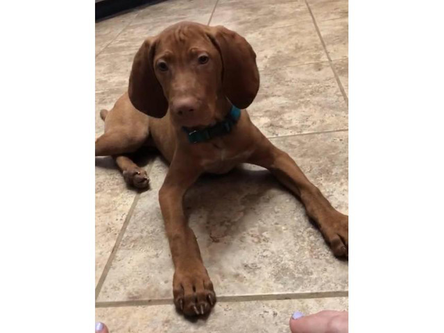 14 week old Vizsla puppies for sale in North Carolina USA