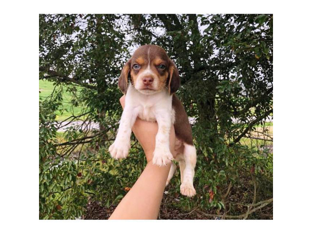 Beagle Puppies 350 In Houston Texas Puppies For Sale Near Me