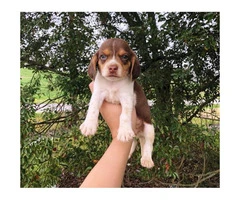 Beagle puppies $350