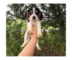 Beagle puppies $350 - 2