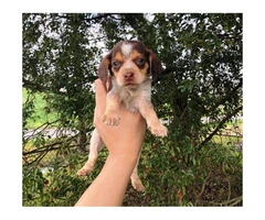 Beagle puppies $350 - 3