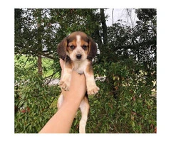 Beagle puppies $350 - 4