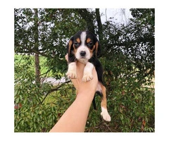 Beagle puppies $350 - 5