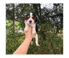 Beagle puppies $350 - 6