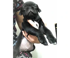 8 week old pug puppies (2 black females plus a black male) for sale - 1