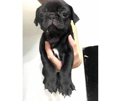 8 week old pug puppies (2 black females plus a black male) for sale - 2
