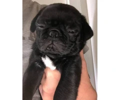 8 week old pug puppies (2 black females plus a black male) for sale - 3