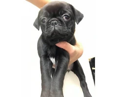 8 week old pug puppies (2 black females plus a black male) for sale - 4