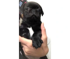 8 week old pug puppies (2 black females plus a black male) for sale - 5