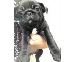 8 week old pug puppies (2 black females plus a black male) for sale - 6