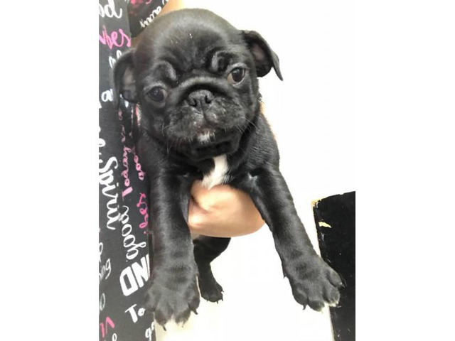 8 week old pug puppies (2 black females plus a black male) for sale in