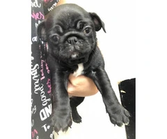 8 week old pug puppies (2 black females plus a black male) for sale - 7