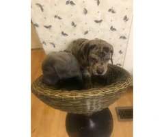 Full blooded european great dane puppies up for adoption