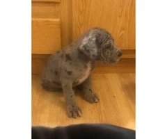 Full blooded european great dane puppies up for adoption - 2