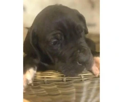 Full blooded european great dane puppies up for adoption - 5