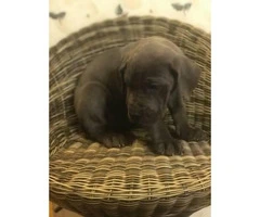Full blooded european great dane puppies up for adoption - 6