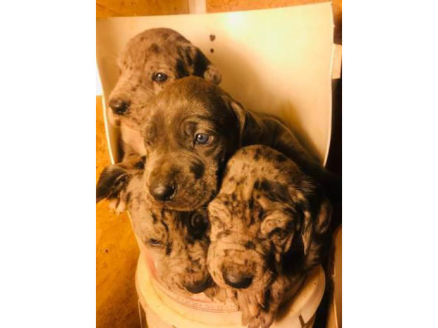 Full blooded european great dane puppies up for adoption in Charleston, West Virginia - Puppies ...