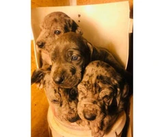 Full blooded european great dane puppies up for adoption - 7