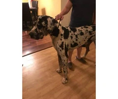 Full blooded european great dane puppies up for adoption - 8