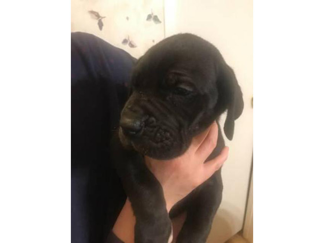 Full blooded european great dane puppies up for adoption Charleston ...