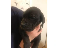 Full blooded european great dane puppies up for adoption - 9