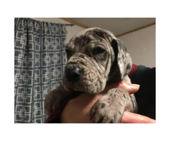 Full blooded european great dane puppies up for adoption - 10