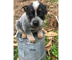 Full Blooded Blue Heeler Puppies