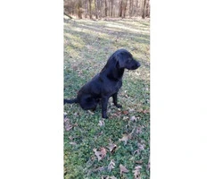 Super sweet and playful AKC Lab puppies $400 - 2