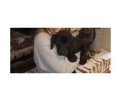 Super sweet and playful AKC Lab puppies $400 - 4