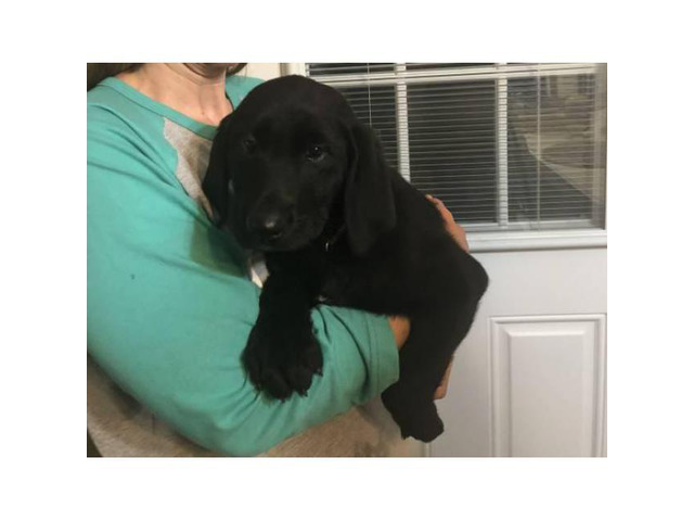 Super sweet and playful AKC Lab puppies $400 in Birmingham ...