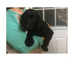 Super sweet and playful AKC Lab puppies $400 - 5