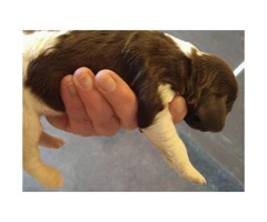 liver and white Springer Spaniel puppies available