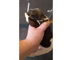 liver and white Springer Spaniel puppies available - 2